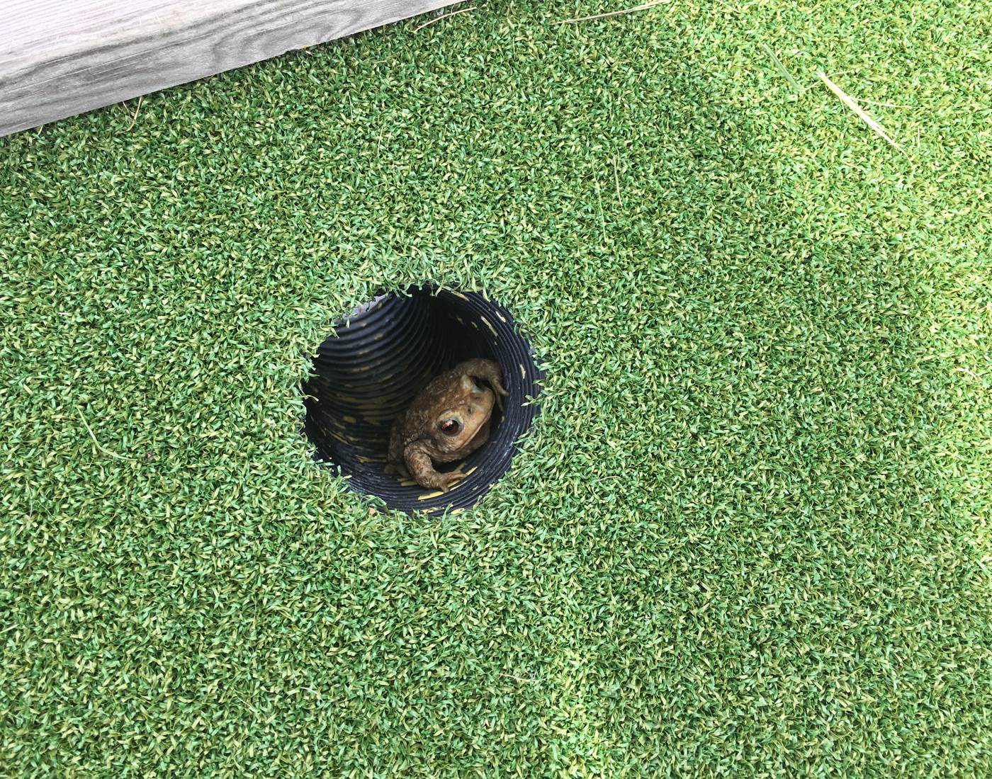 Un crapaud comme obstacle !