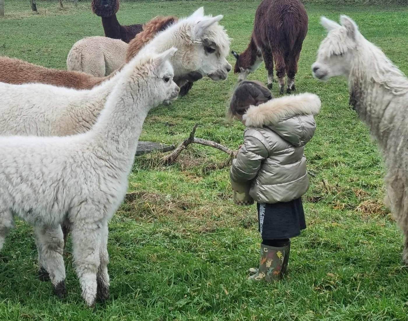 Les Alpagas du Wayai