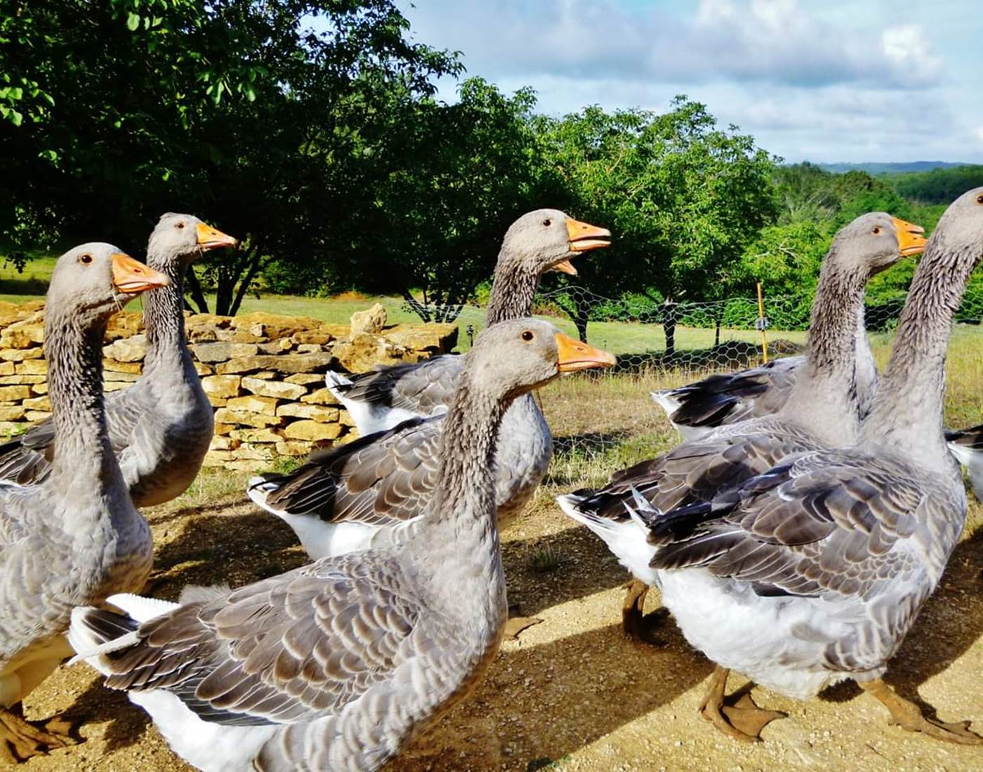 FB_IMG_1553951096292