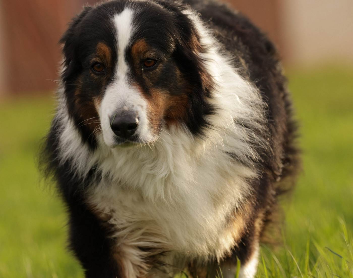 Lire avec le chien : tout un programme avec Lungo