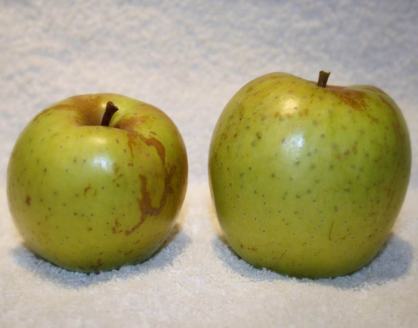 Pomme Sainte Germaine