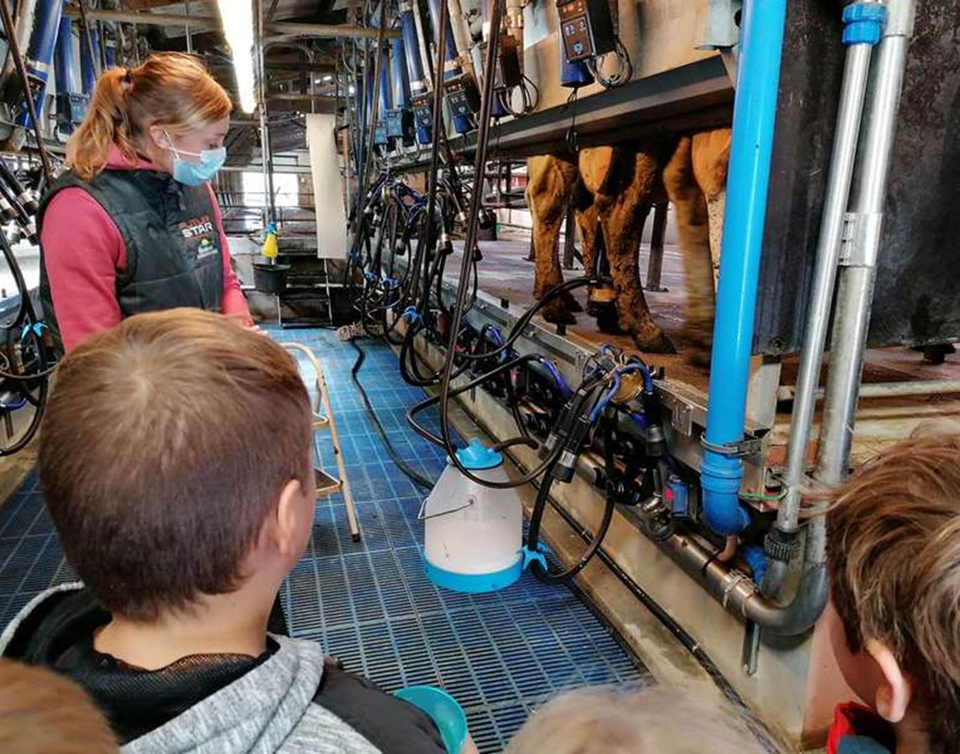 Découverte de la traite des vaches