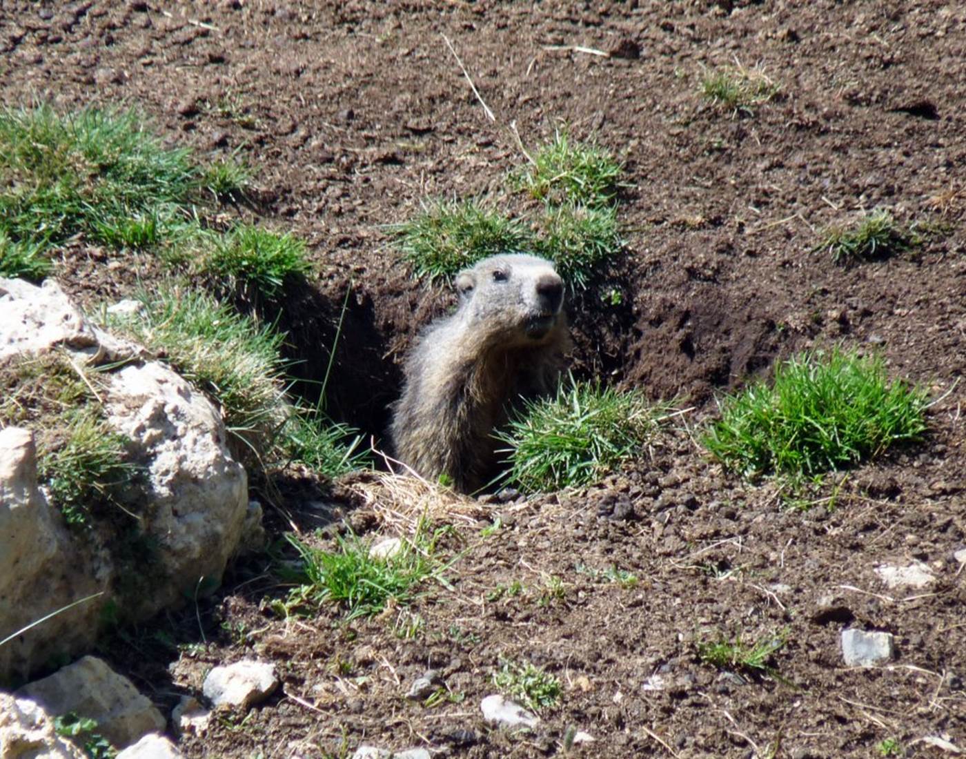 La colline aux marmottes