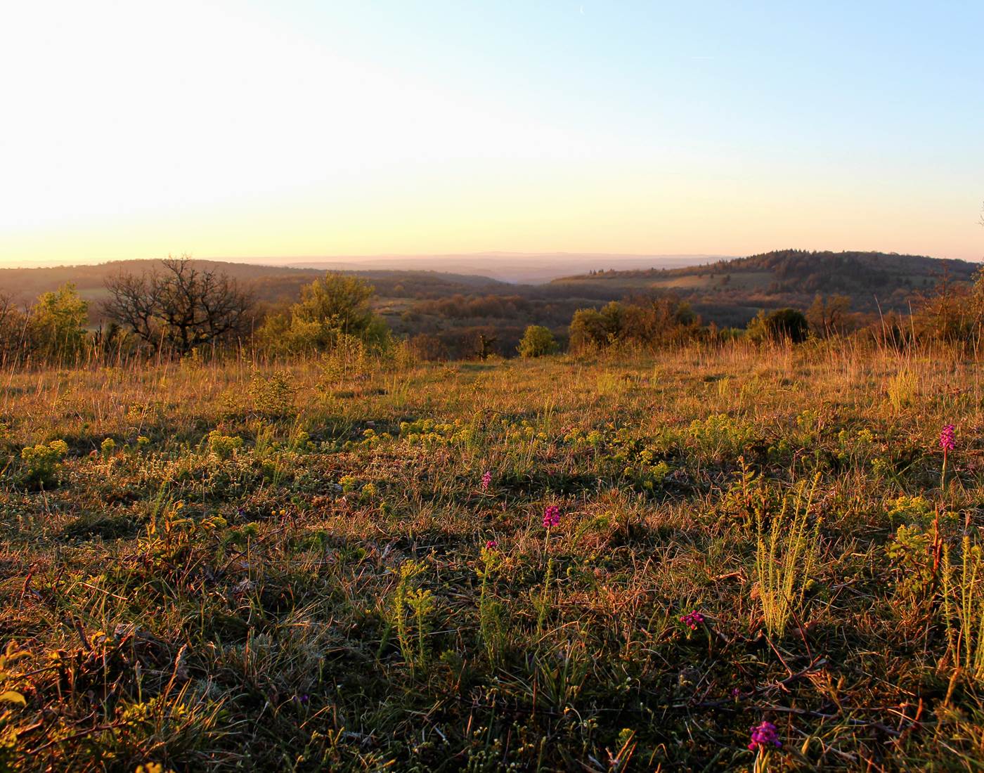 Causse et orchidées pyramidales OTGF LBerton