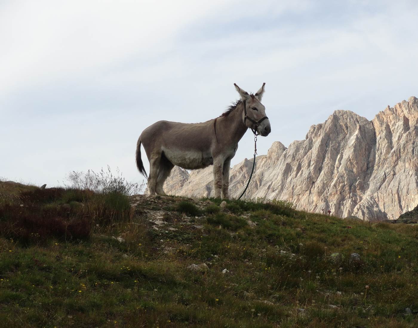 Randonnée avec un âne