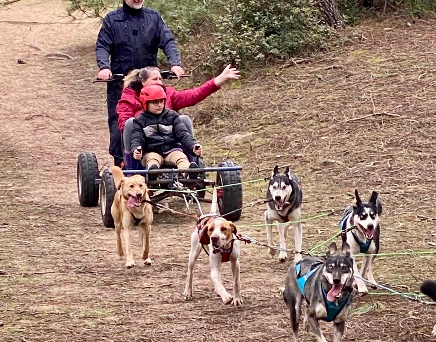 Chiens de traineaux plage de la Bergère