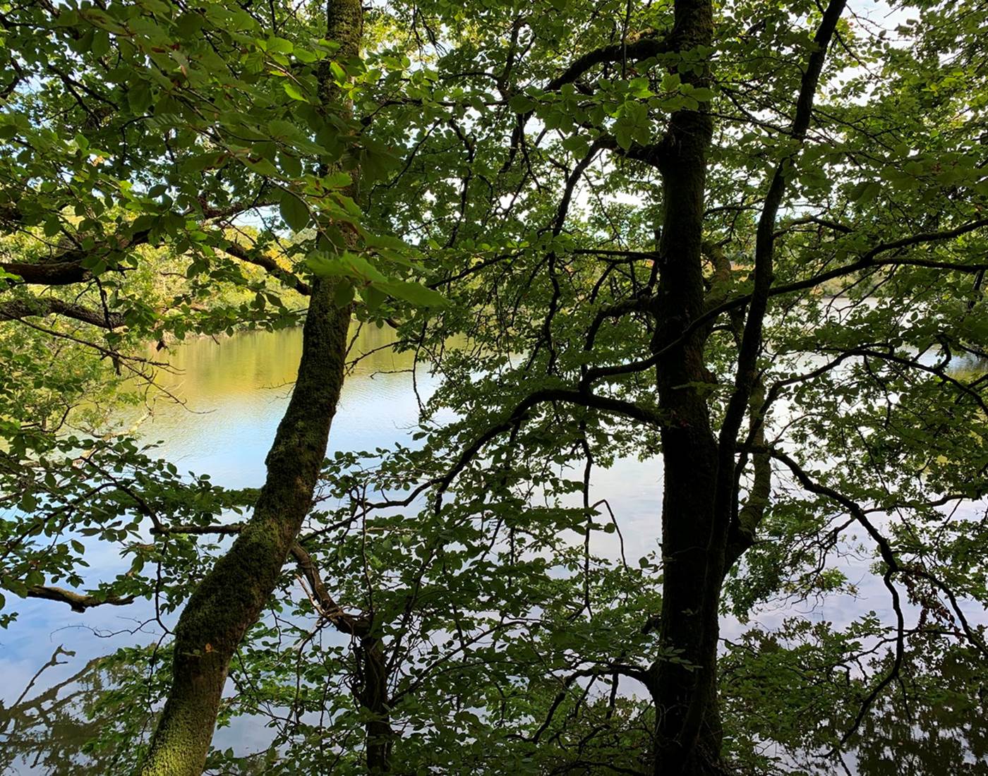 Ploemeur - Etangs et bois du Ter - 3