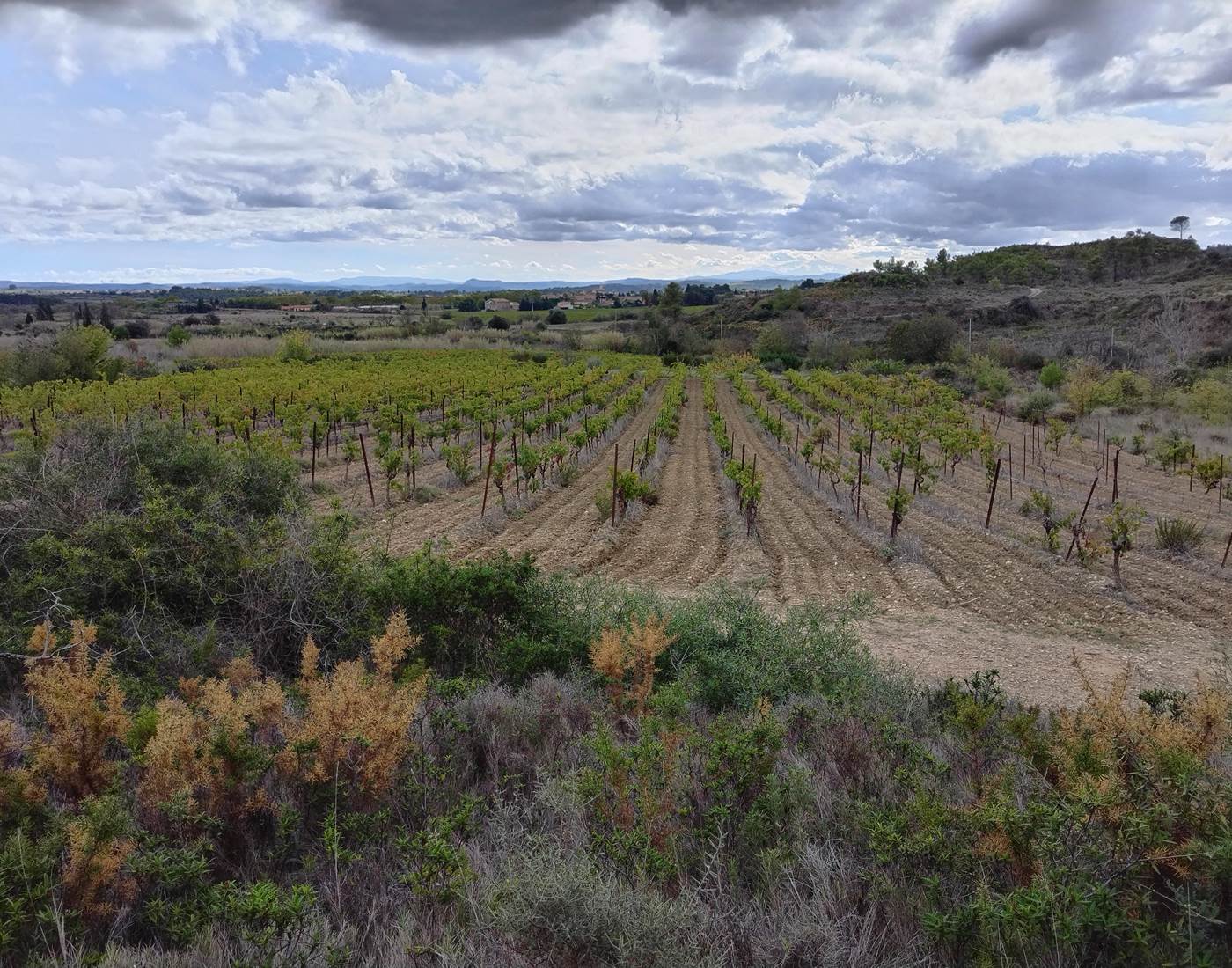 Balade dans les vignes de Mailhac
