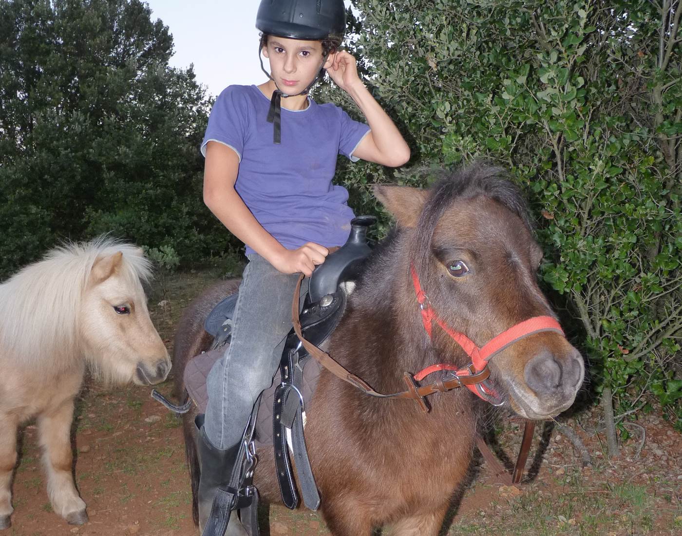 Découverte de nos poneys