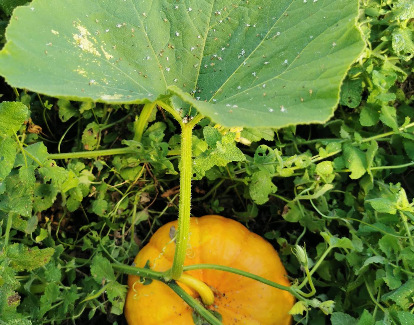 Jeune citrouille sous sa feuille parasol