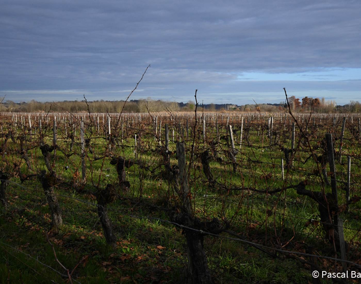 Pied de vigne, cépage, nature, biodynamie, vignoble