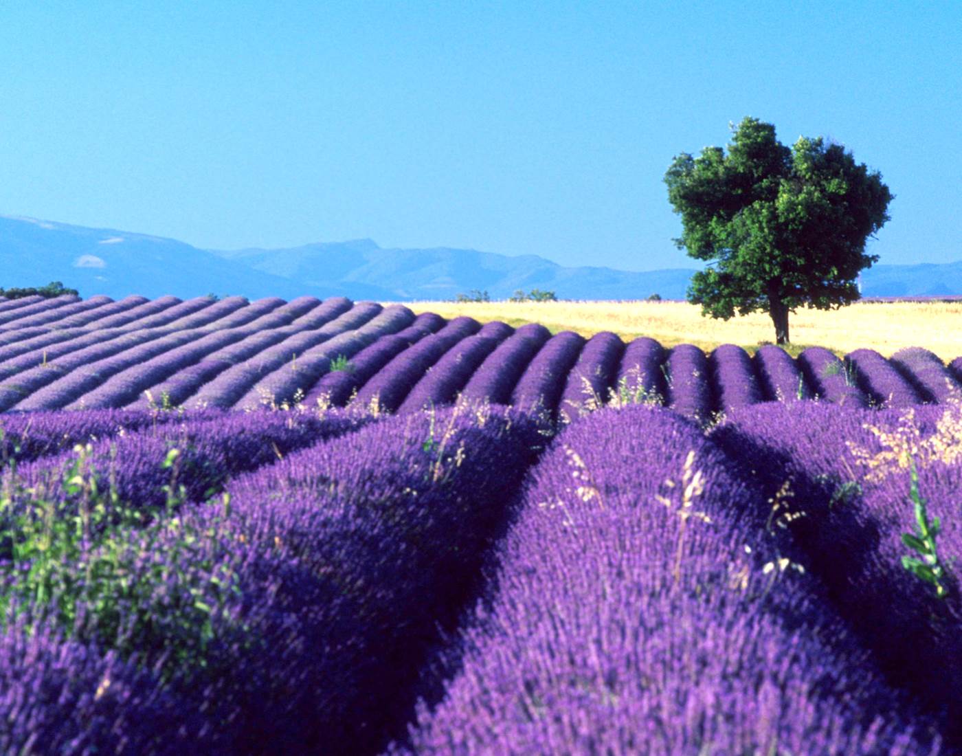Champs de lavende, Lavender fields, Lavendelfelder,