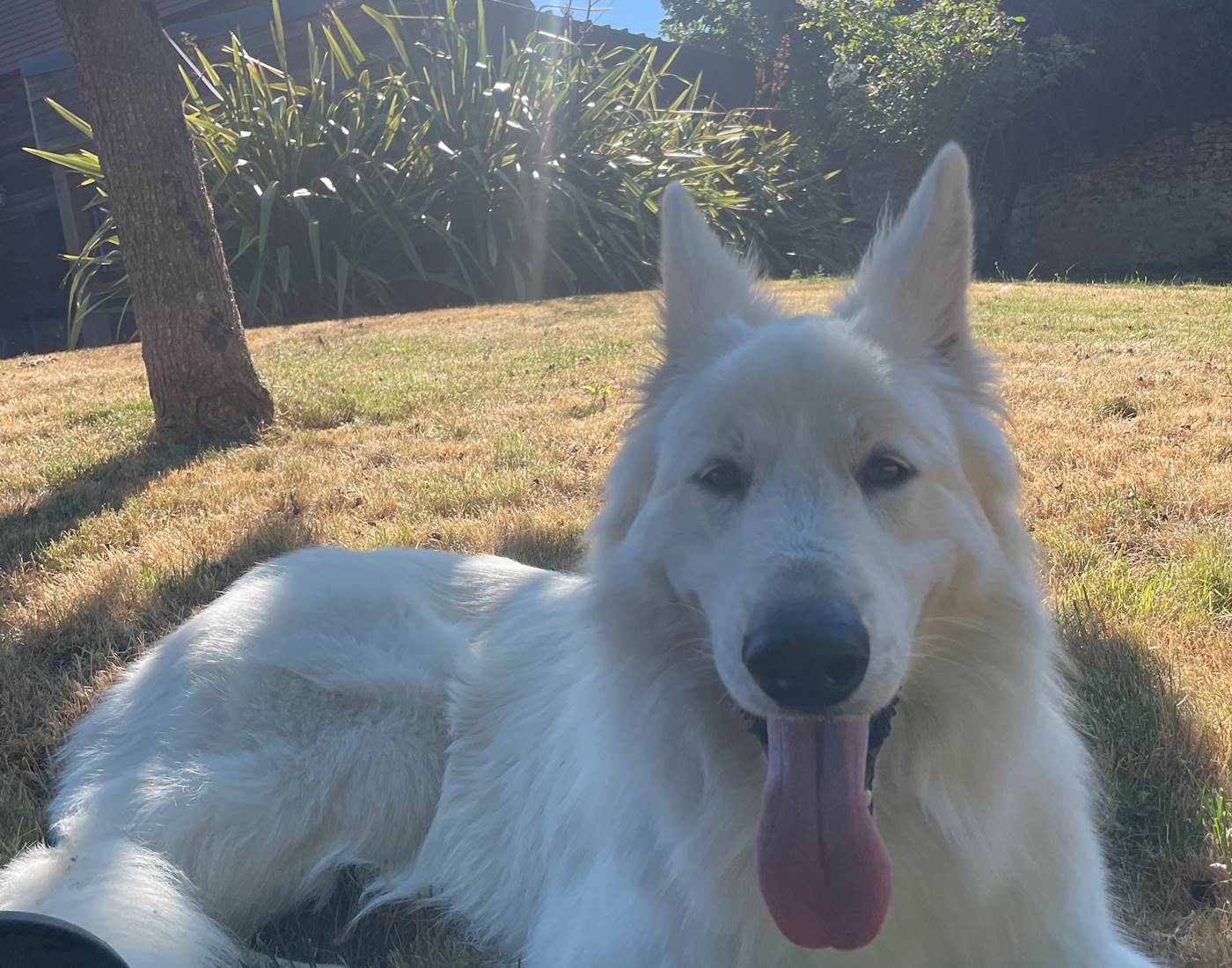 Scoot, venu de loin, à l'ombre dans le jardin