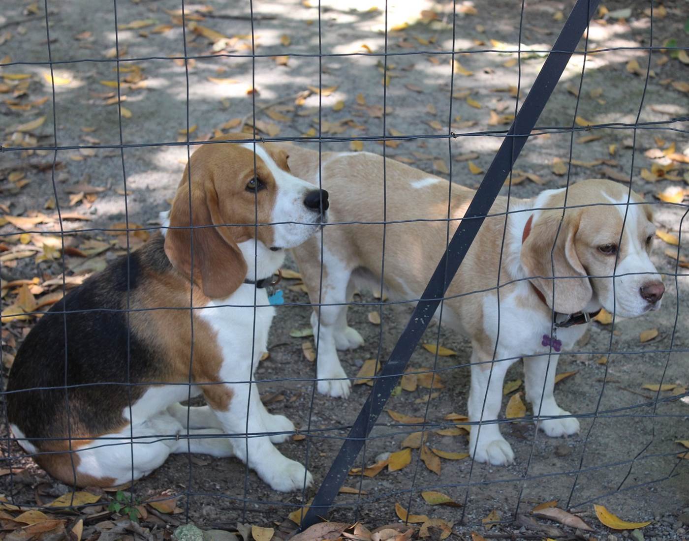 beagles