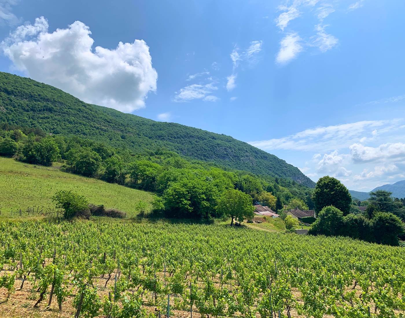 Balade dans les vignes-page
