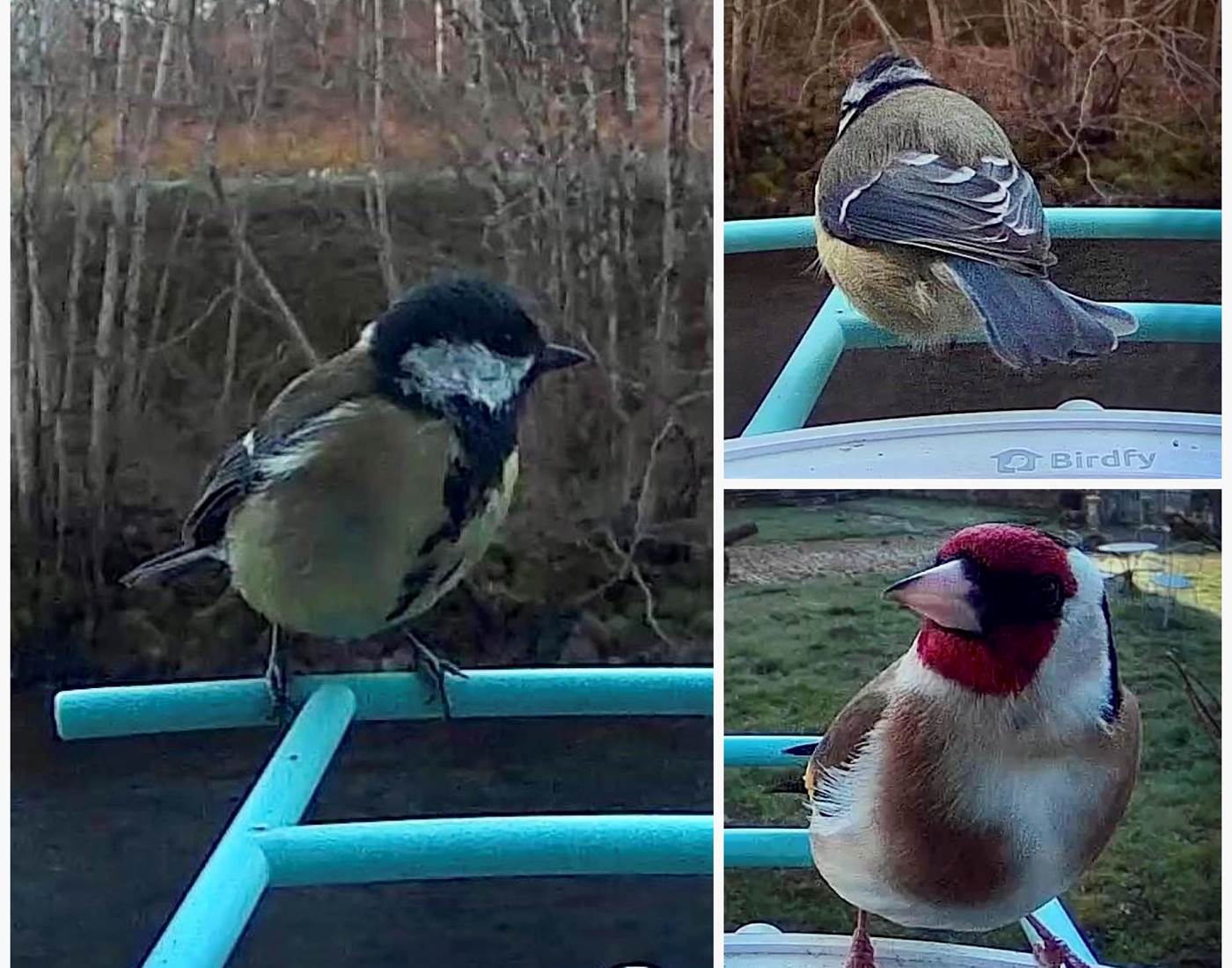 Mésange charbonnière et Chardonneret élégant