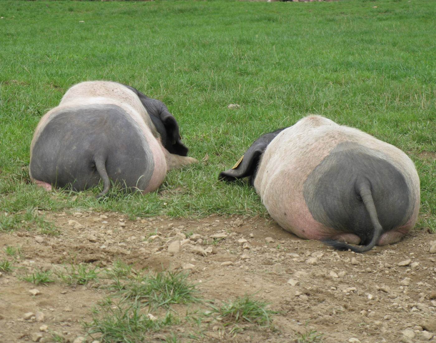 Animaux_cochons basques 2