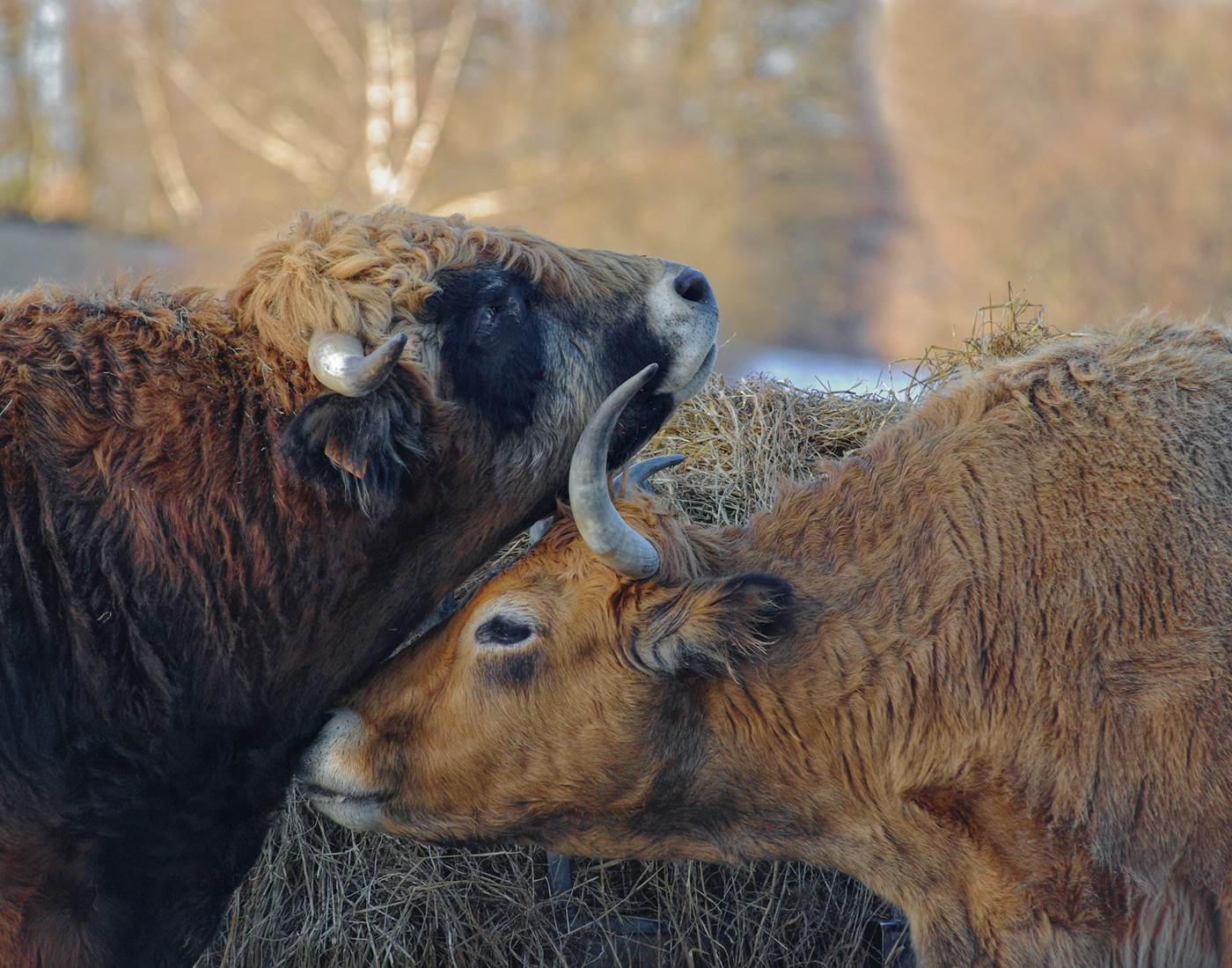 Vaches dans les prairies