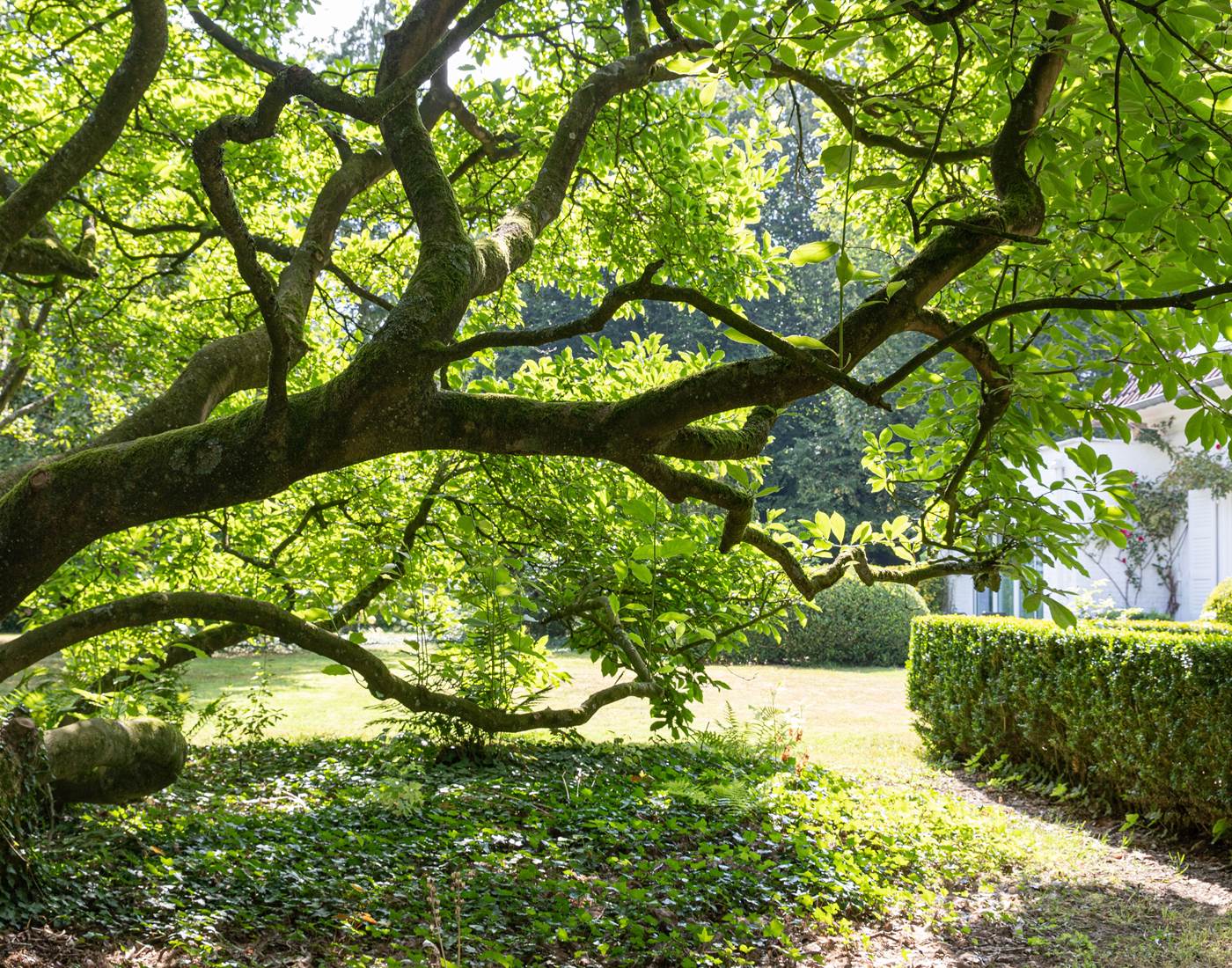 le vénérable magnolia