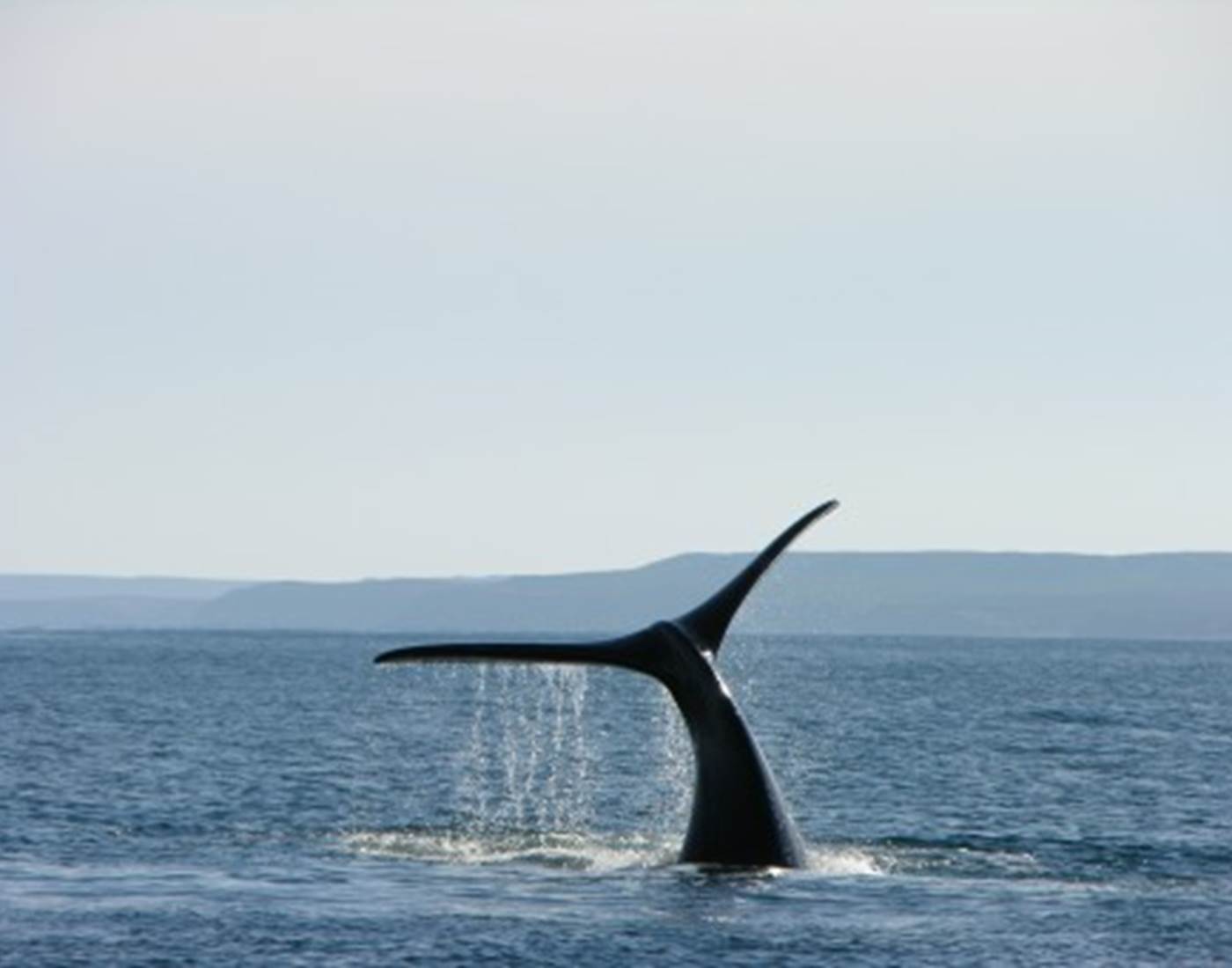 croisière aux baleines