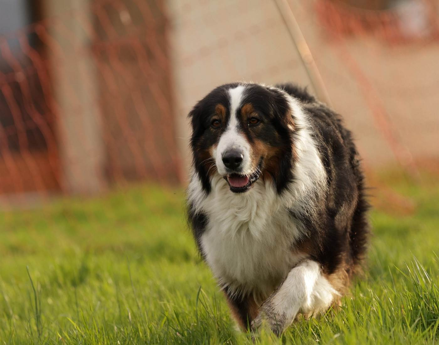 Lungo, un de nos chiens médiateurs