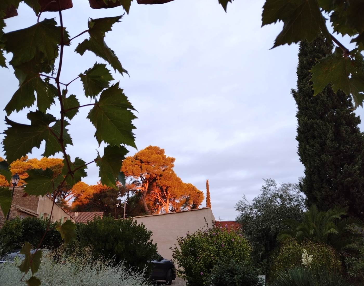 Sublimes couleurs automnales à Le Coq du Nord-Mailhac