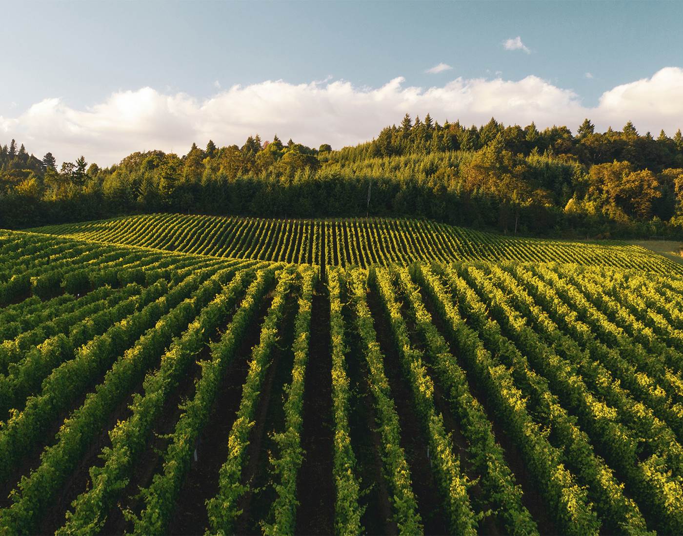 La route des Vins - randonnée en Bourgogne