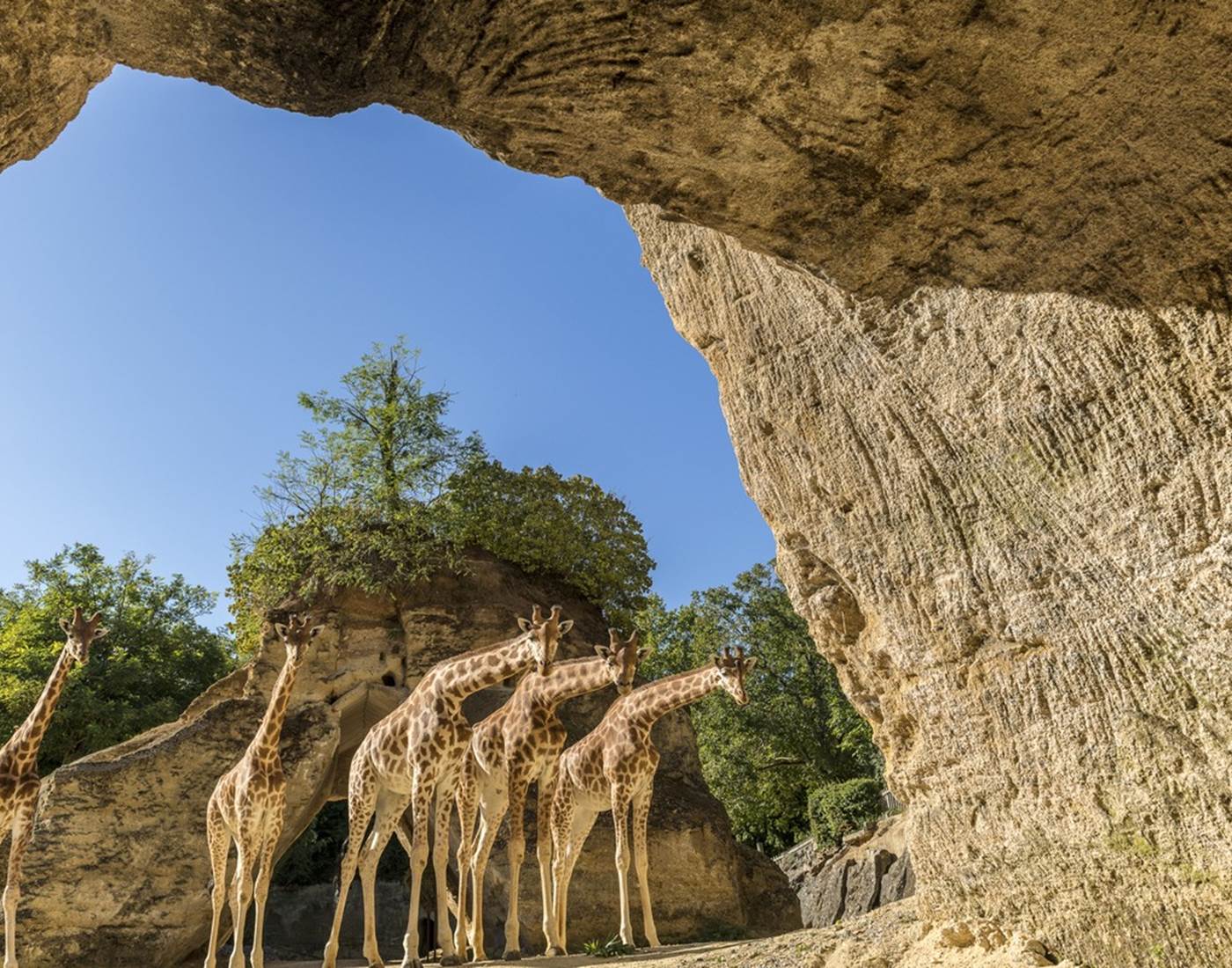 Bioparc Doué-La-Fontaine