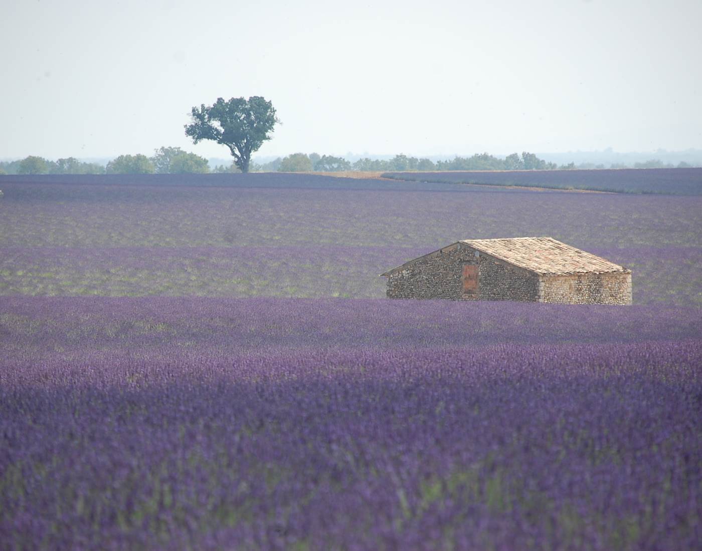 La Plateau de Valensole