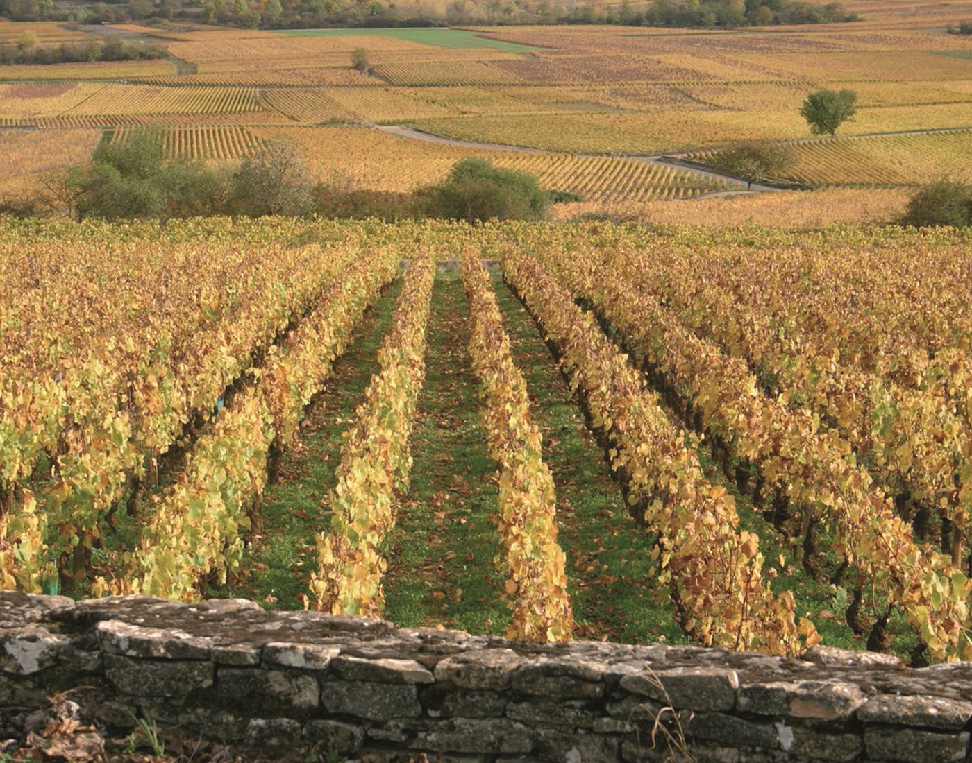 Venez apprendre les besoins de notre espèce, ici à Nolay, au cœur d'une nature pittoresque-page