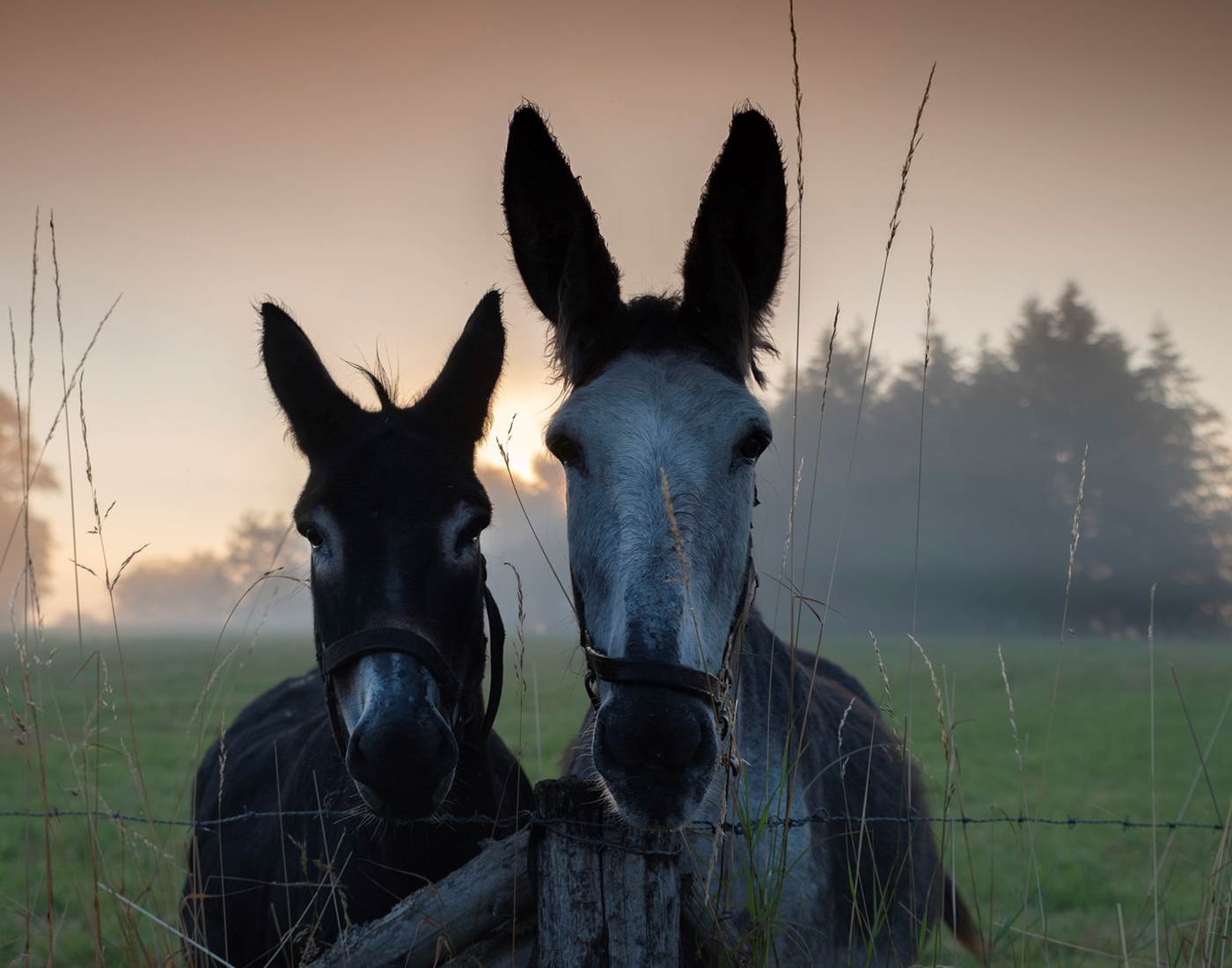 Ferme pédagogique ânes, lamas, alpagas, poneys, etc.