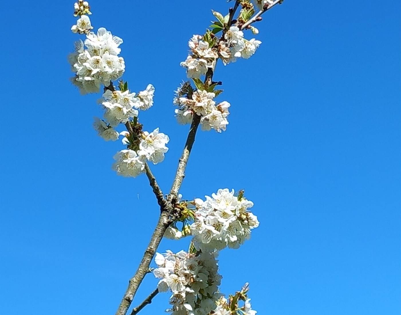 fleurs de cerisier au Moulin de Crouy