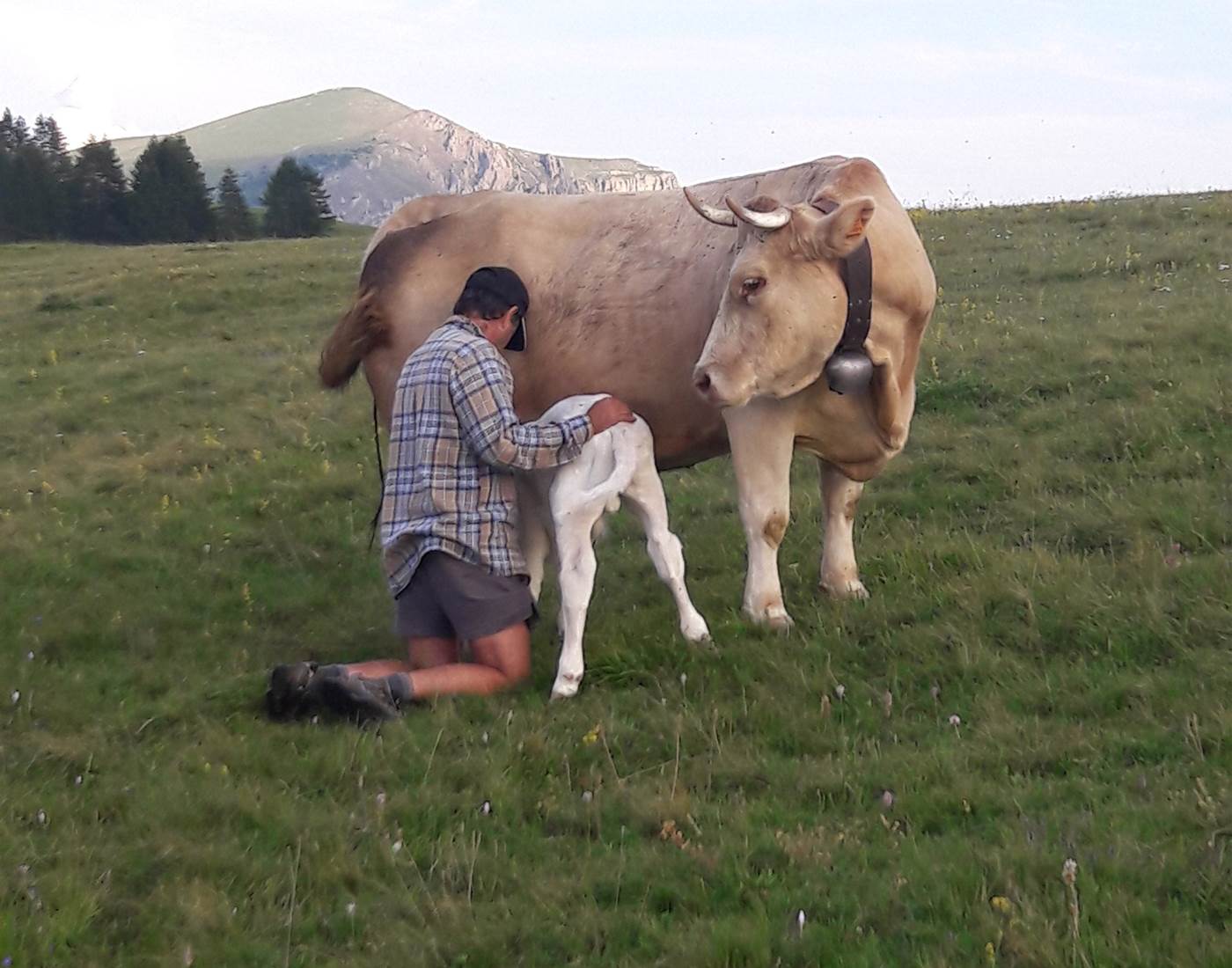 Thierry et ses vaches