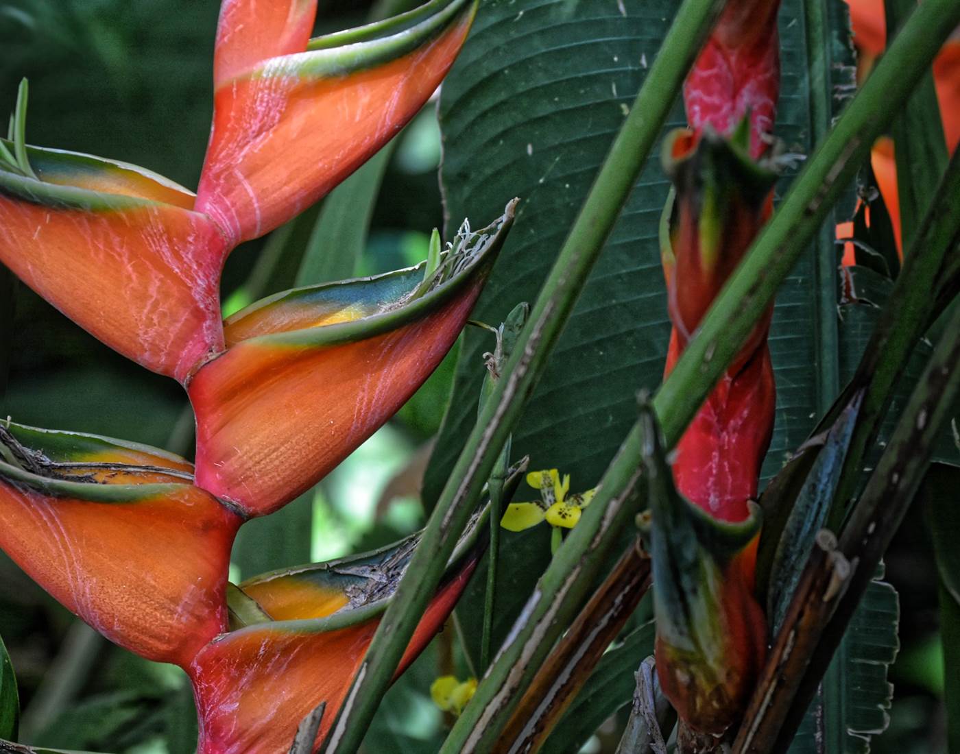 Gite_Rural_Flane_Capesterre_Belle_Eau_Guadeloupe_Basse_Terre