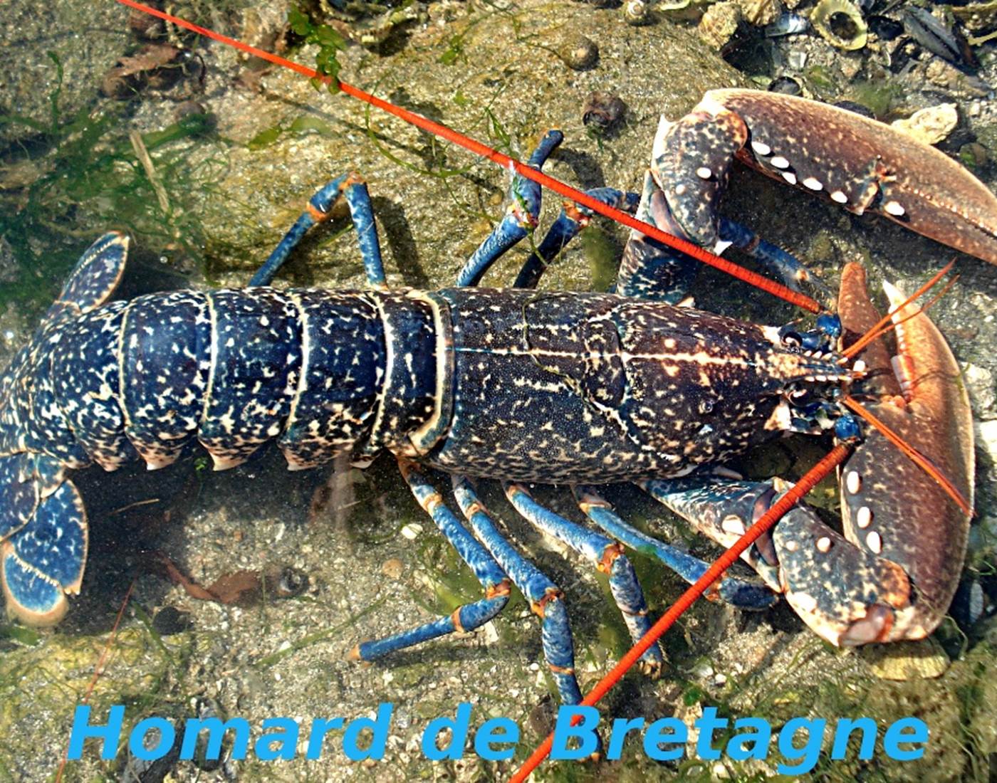 Homard de Bretagne
