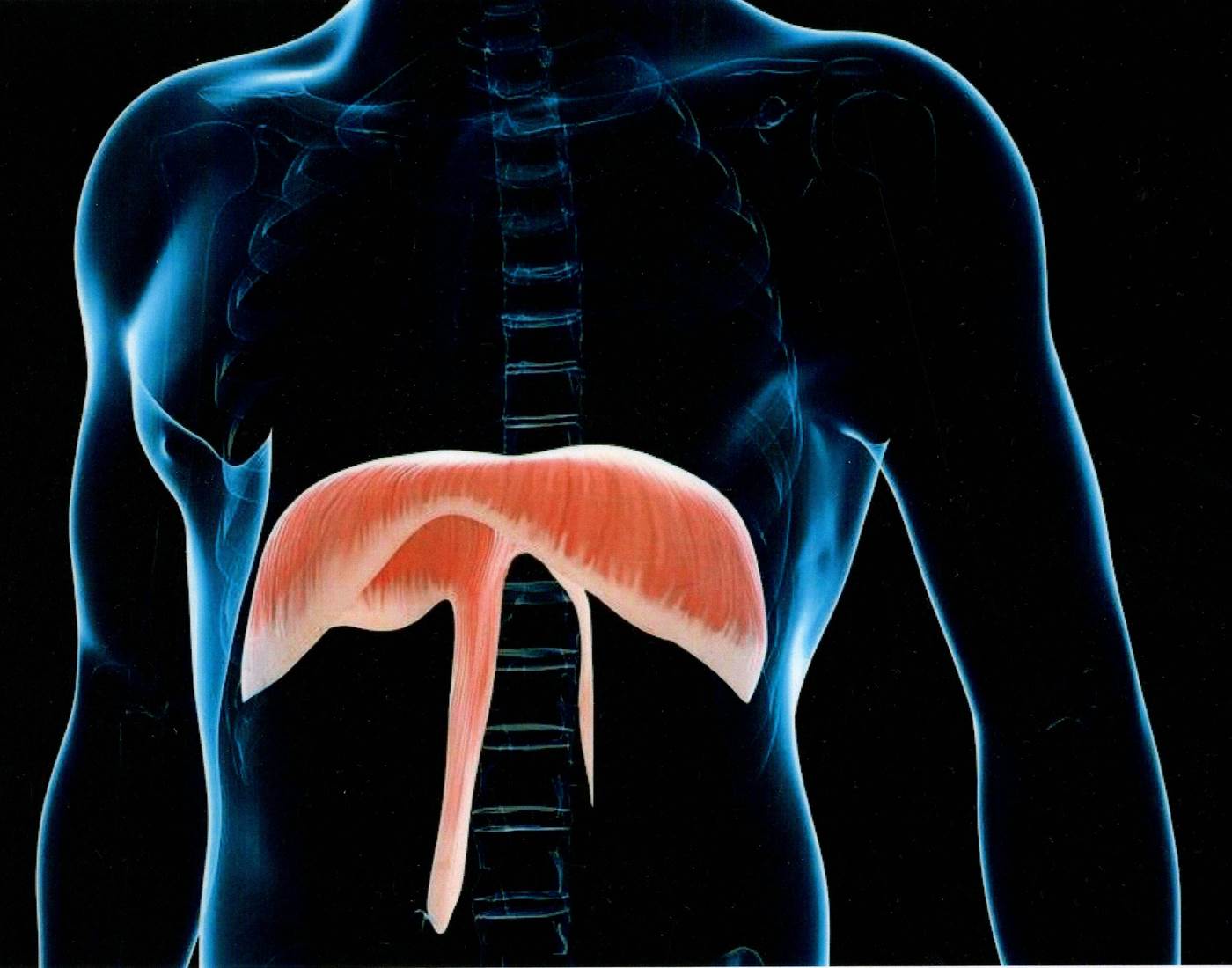 Le diaphragme, ce pilier de notre respiration se bloque sous l'effet du stress-page
