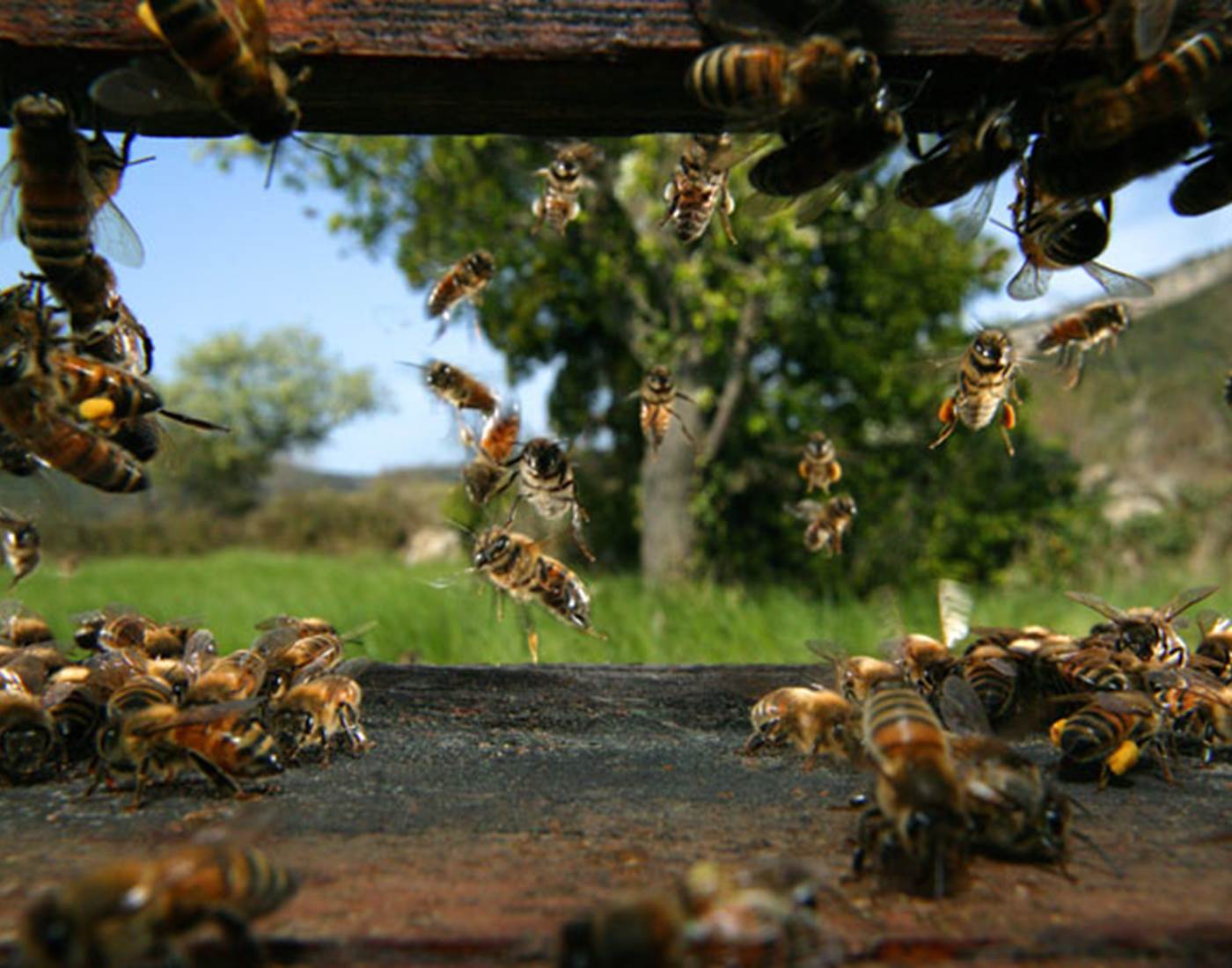 La Maison Des Abeilles