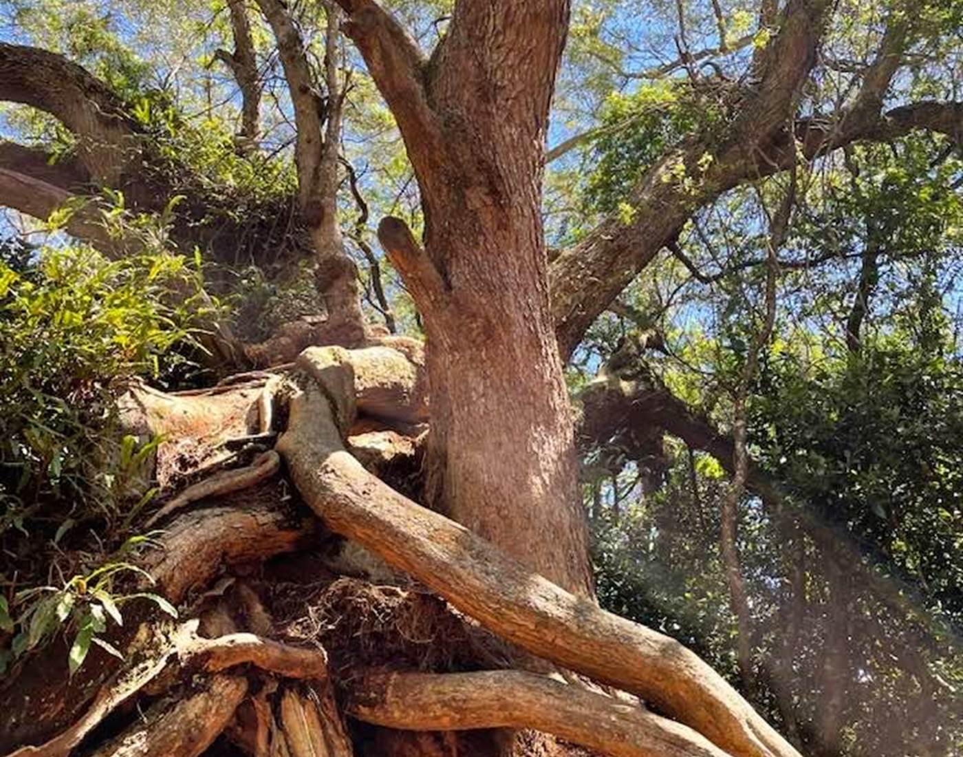 la puissance des arbres, ici un grand tamarin