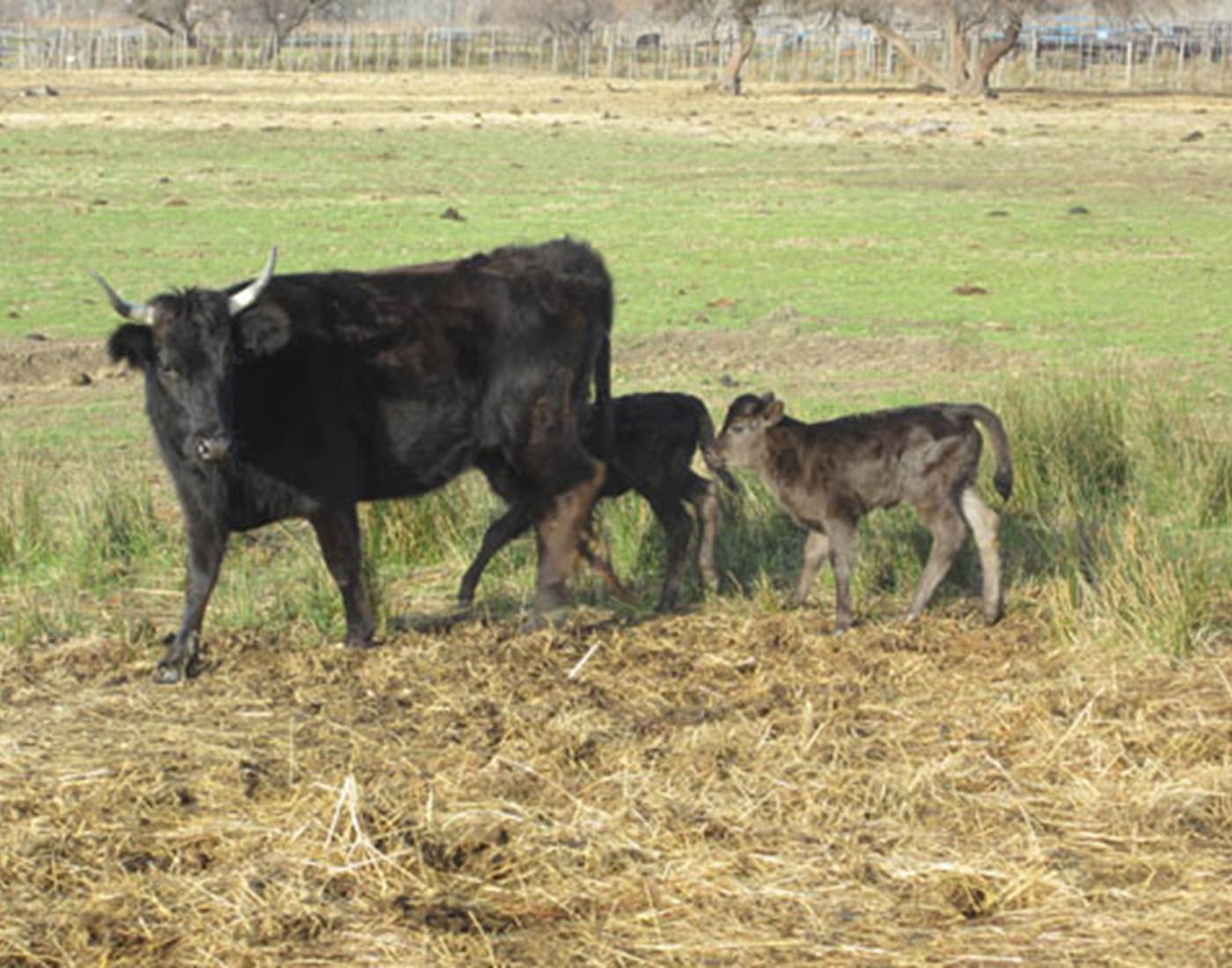 Mère et veaux en Camargue