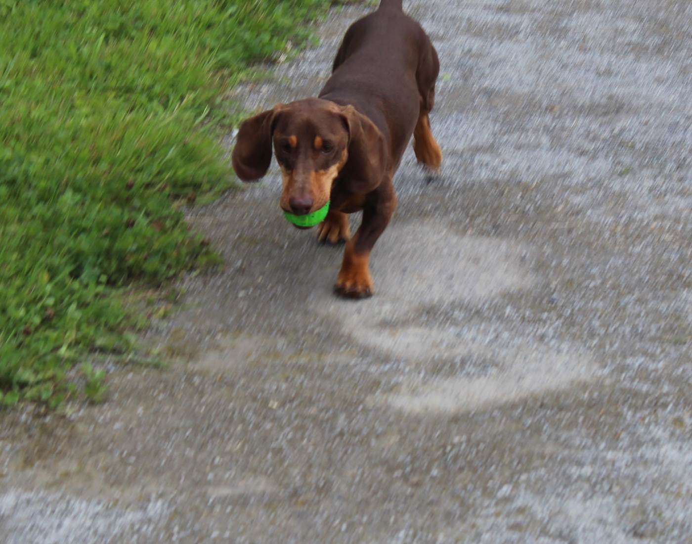 dogfriendly-petfriendly