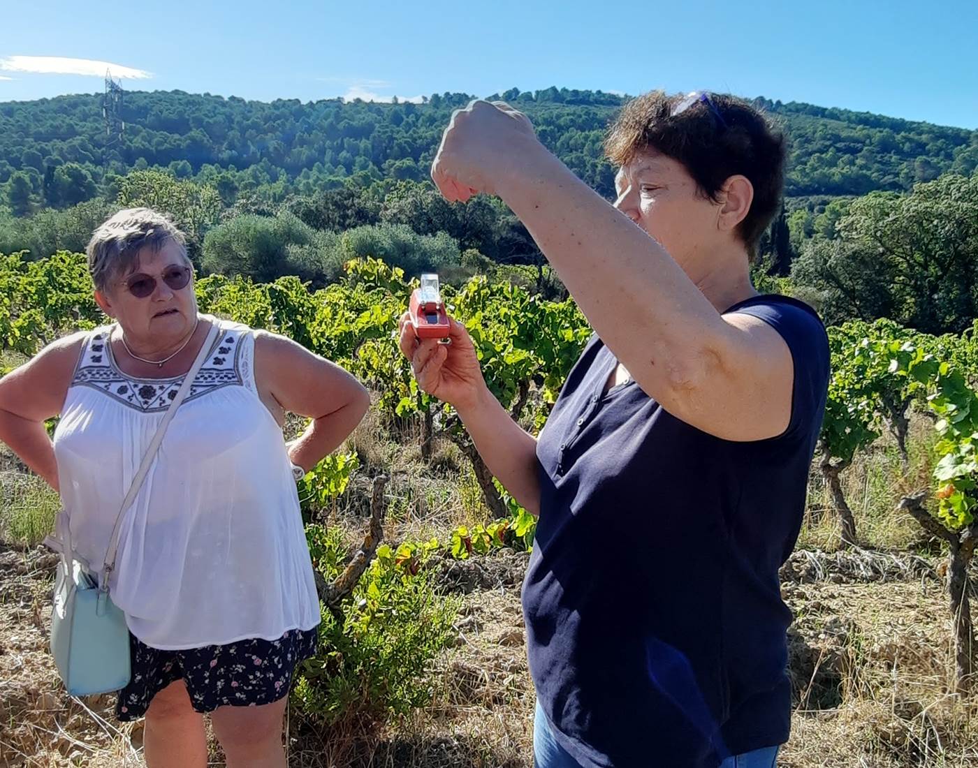 Nos hôtes en pleine activité pour découvrir les vendanges à Mailhac
