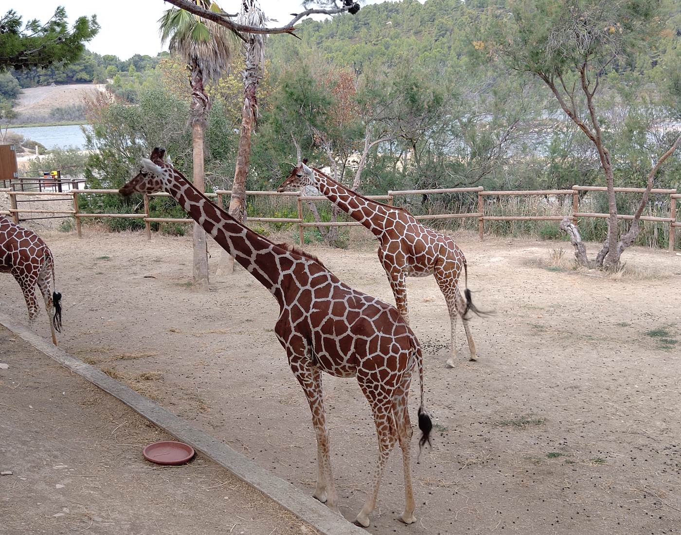 Réserve Africaine de Sigean