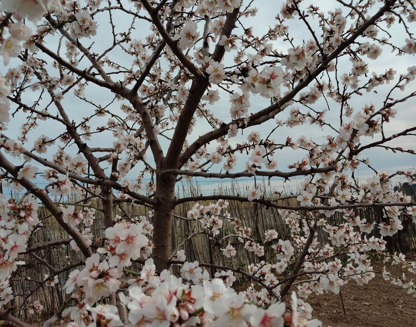 La nature se réveille au potager de "Le Coq du Nord-Mailhac"