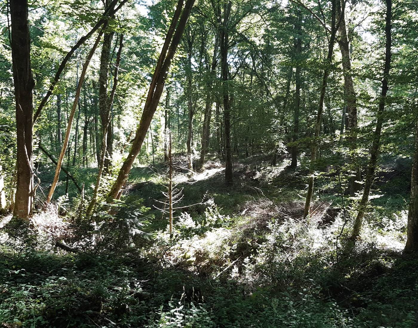 La forêt au coeur de votre séjour