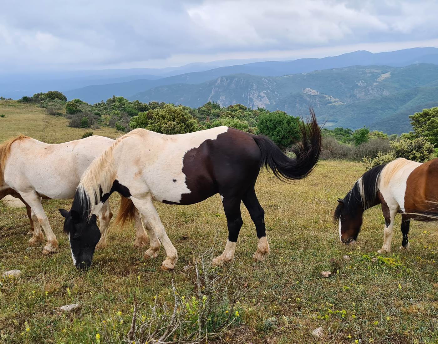 Nos chevaux dans la montagne