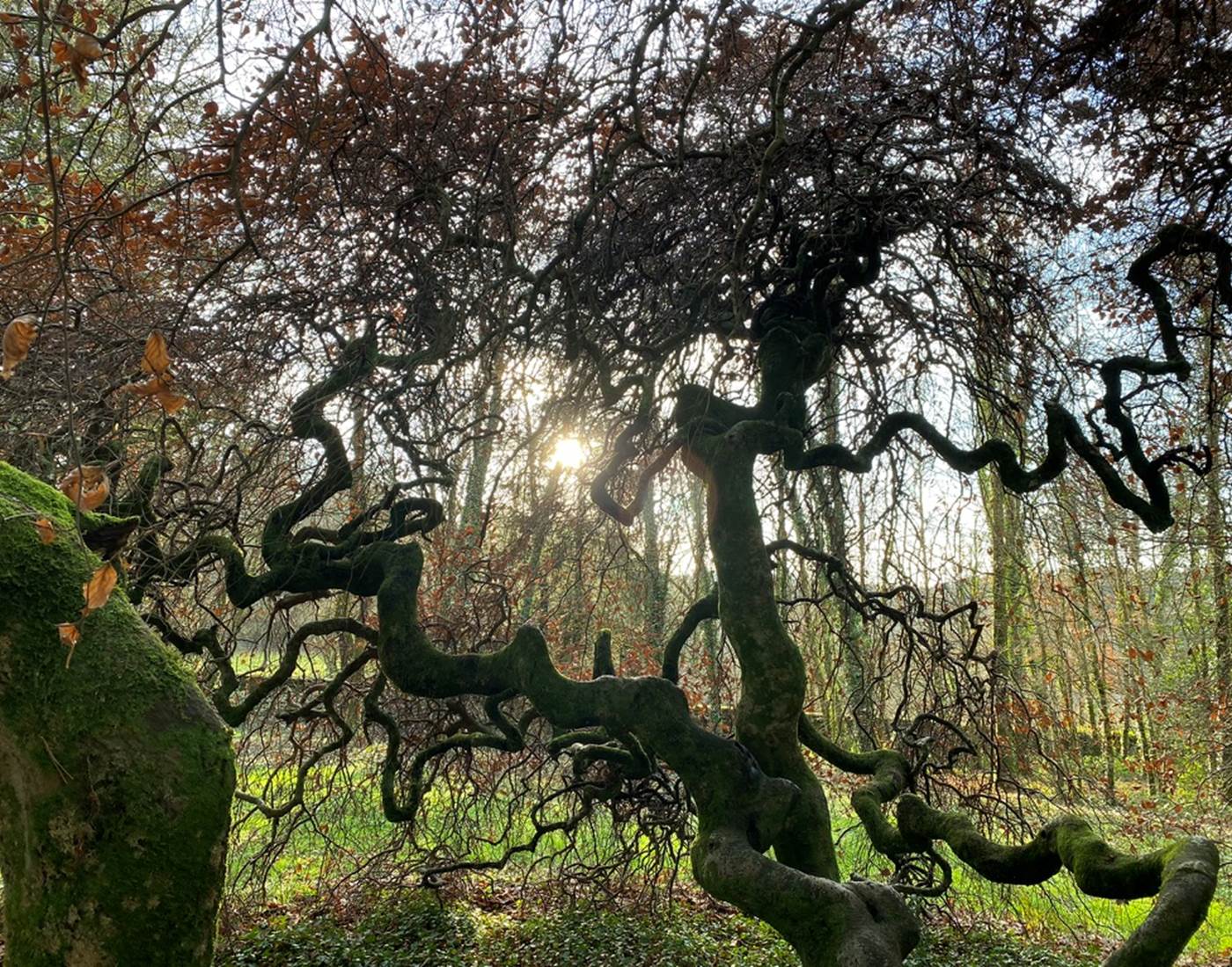 Hêtre tortillard de la Manufacture Royale de Bains