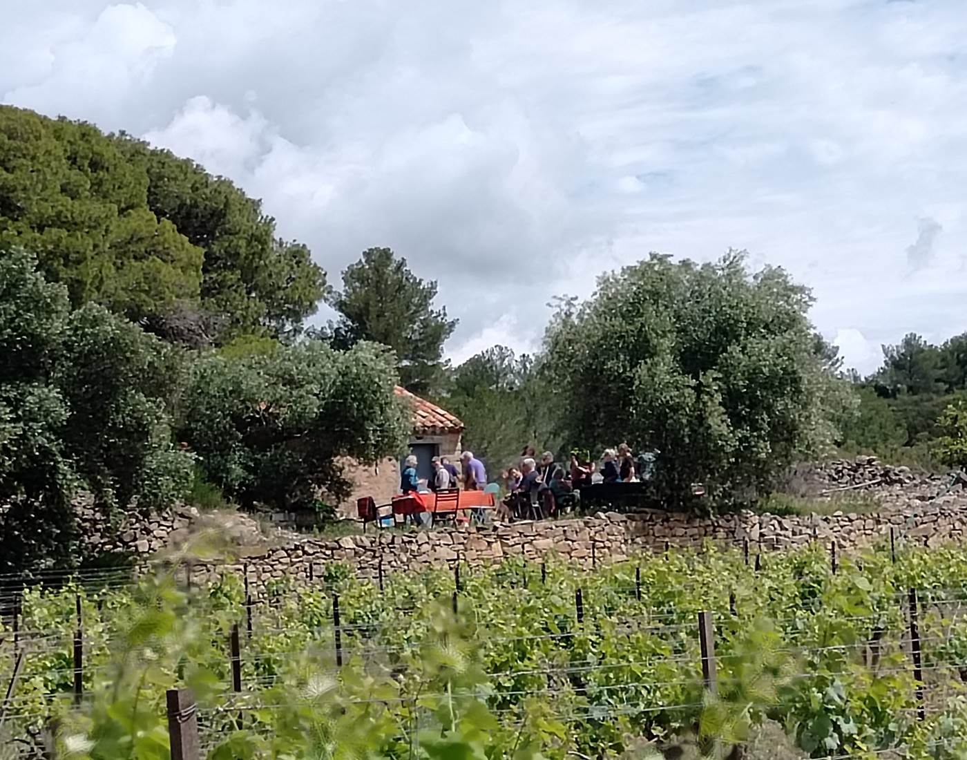 Dégustation au coeur des vignes du Domaine La Tasque