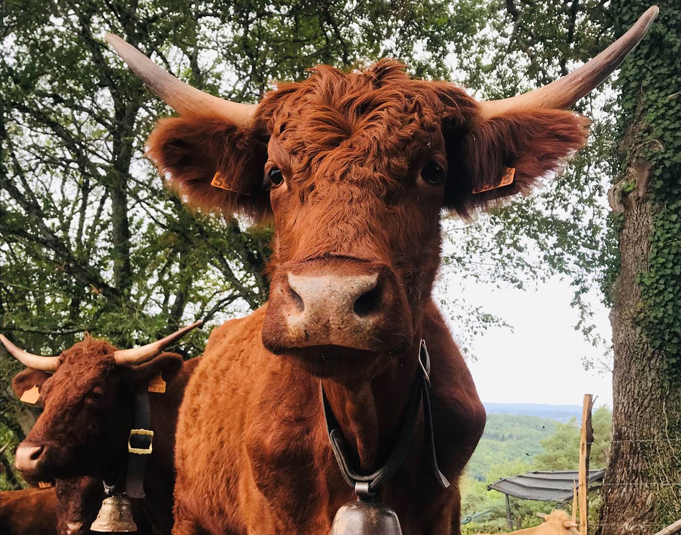Devinette : mon ancêtre prenait la pose pour figurer sur les parois rupestres des grottes du Quercy, je suis, je suis...?