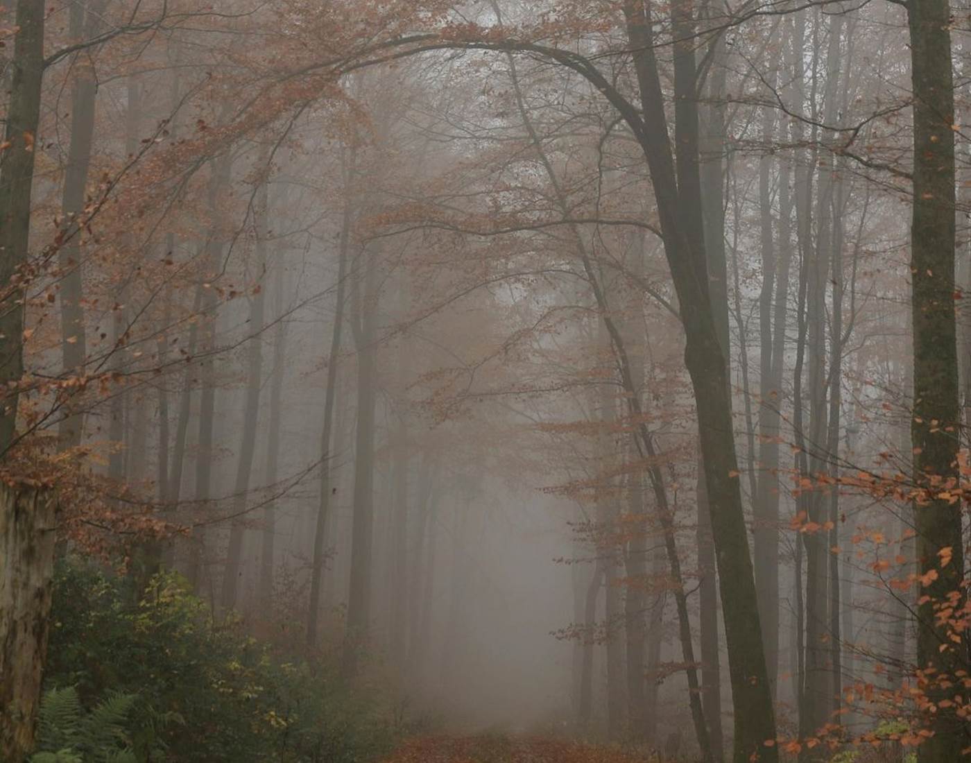 Forêt  Domaine de Souladiès Tarn et Garonne