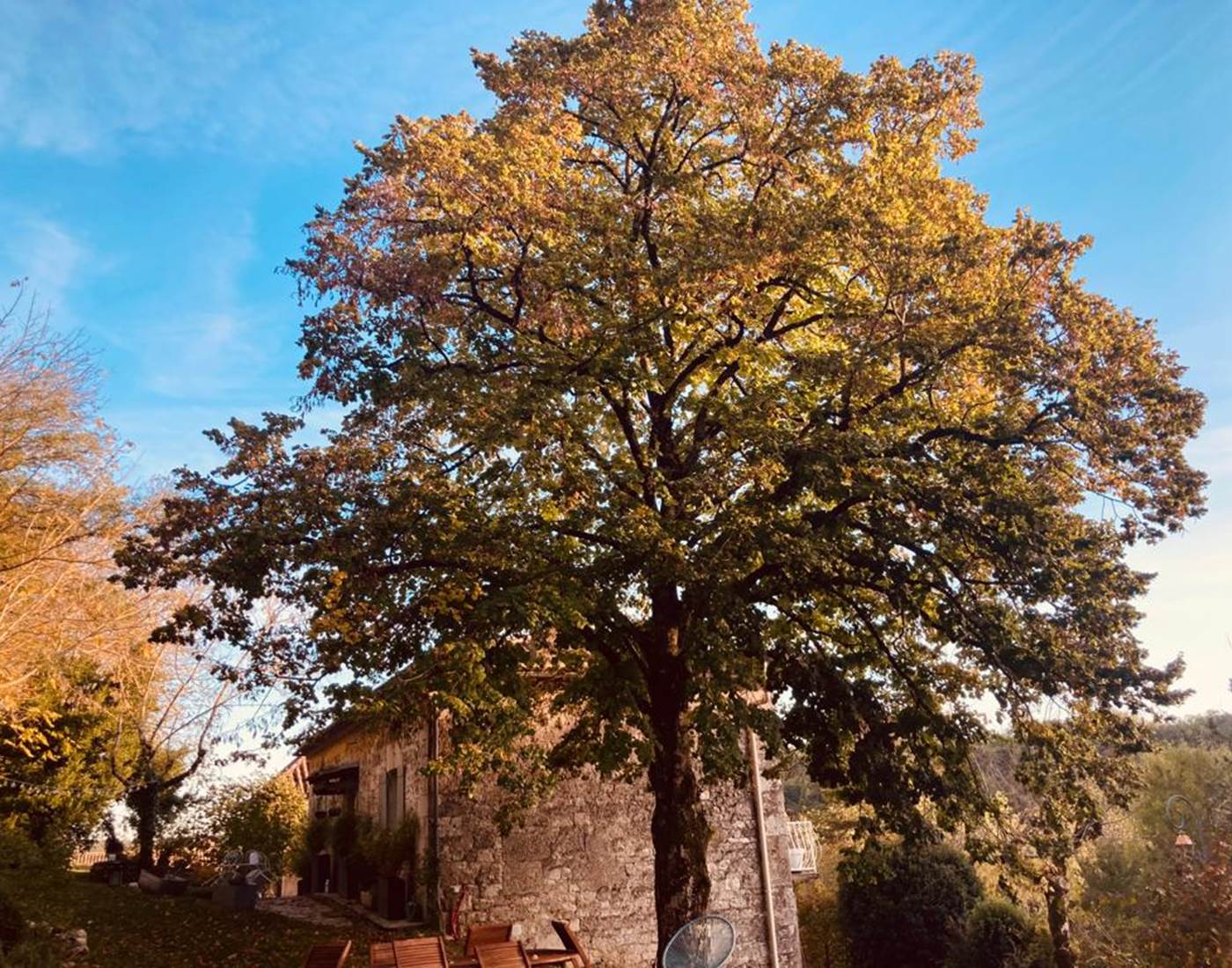 Le tilleul du Domaine Sainte Raffine